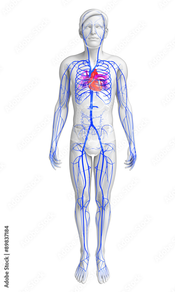 3d rendered illustration of male heart anatomy 3d rendered illustration of male heart anatomy
