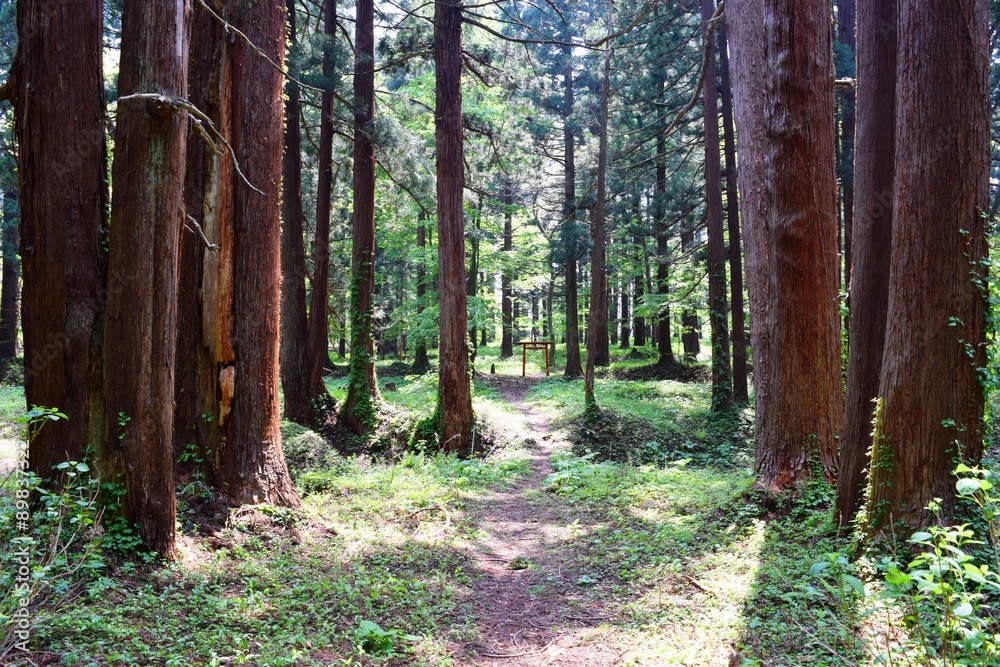 Obraz premium 羽黒山の杉並木／山形県鶴岡市の羽黒山参道の杉並木は県指定史跡で、全国かおり風景100選、森林浴の森100選に選定されています。随神門から始まる表参道は、全長約1.7km、2446段の長い石段です。杉並木の数は500本以上で、樹齢350～500年の杉並木です。この杉並木は国の特別天然記念物に指定され「ミシュラン・グリーンガイド・ジャポン」にて、三ツ星を獲得しました。