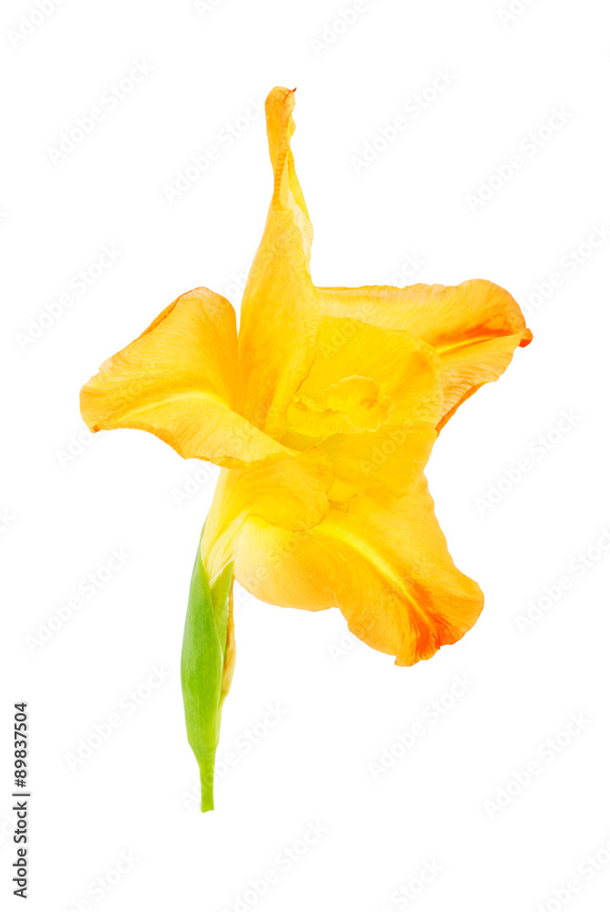 Gladiolus flower lily isolated