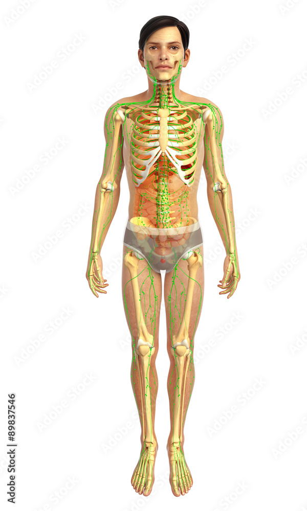 3d rendered illustration of male skeletal anatomy 3d rendered illustration of male skeletal anatomy