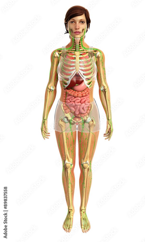 3d rendered illustration of female digestive system 3d rendered illustration of female digestive system