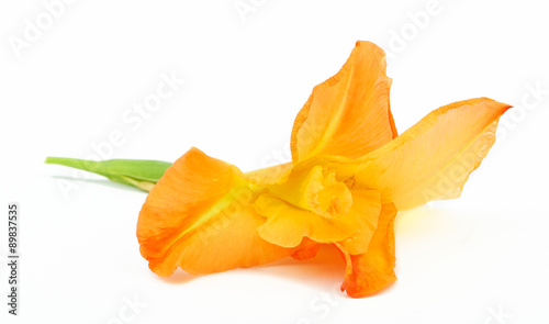 Gladiolus flower lily isolated