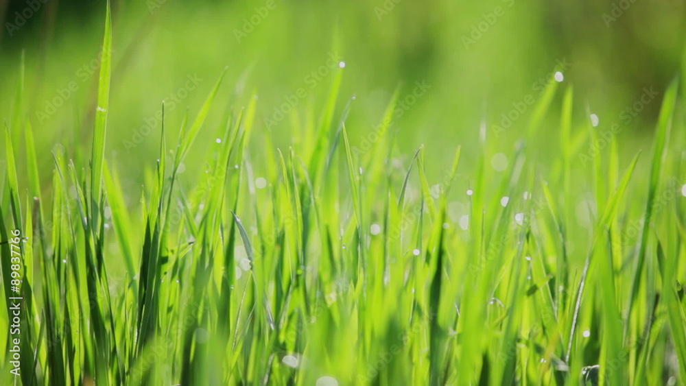 background of green gras with dew. background of green gras with dew.
