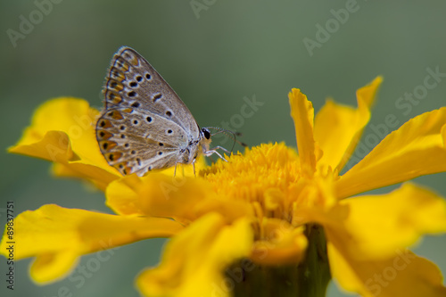 Бабочка, насекомое. © nadezhdaabramian