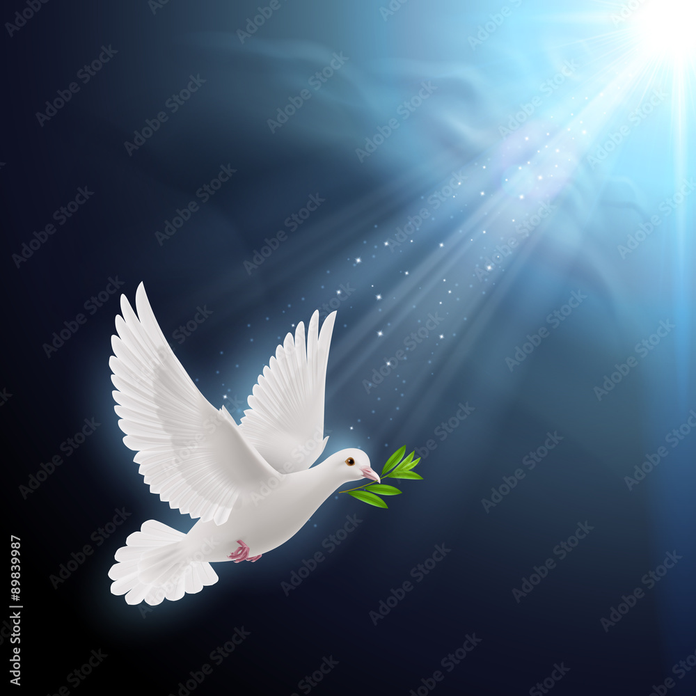 Fototapeta premium Fly dove