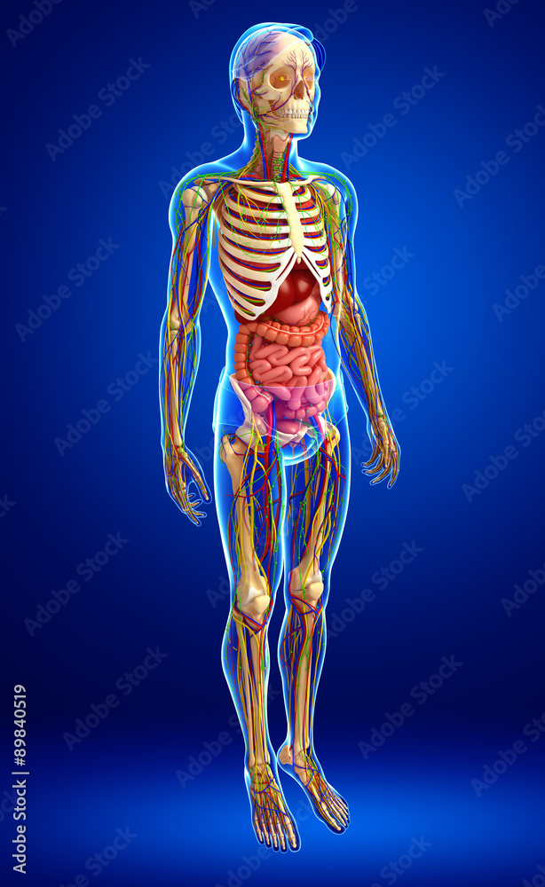Lymphatic, skeletal, nervous and circulatory system of male anat Lymphatic, skeletal, nervous and circulatory system of male anat