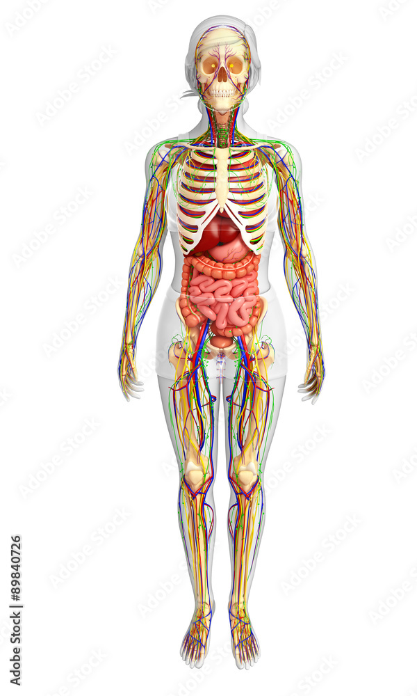 Lymphatic, skeletal, nervous and circulatory system of female bo Lymphatic, skeletal, nervous and circulatory system of female bo
