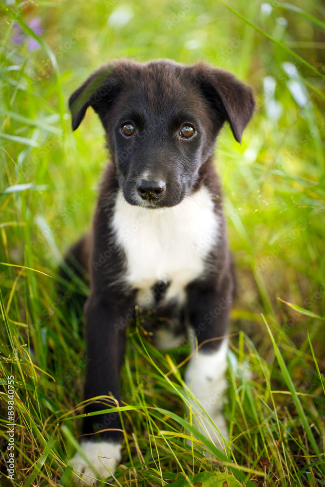 Fototapeta premium purebred puppy