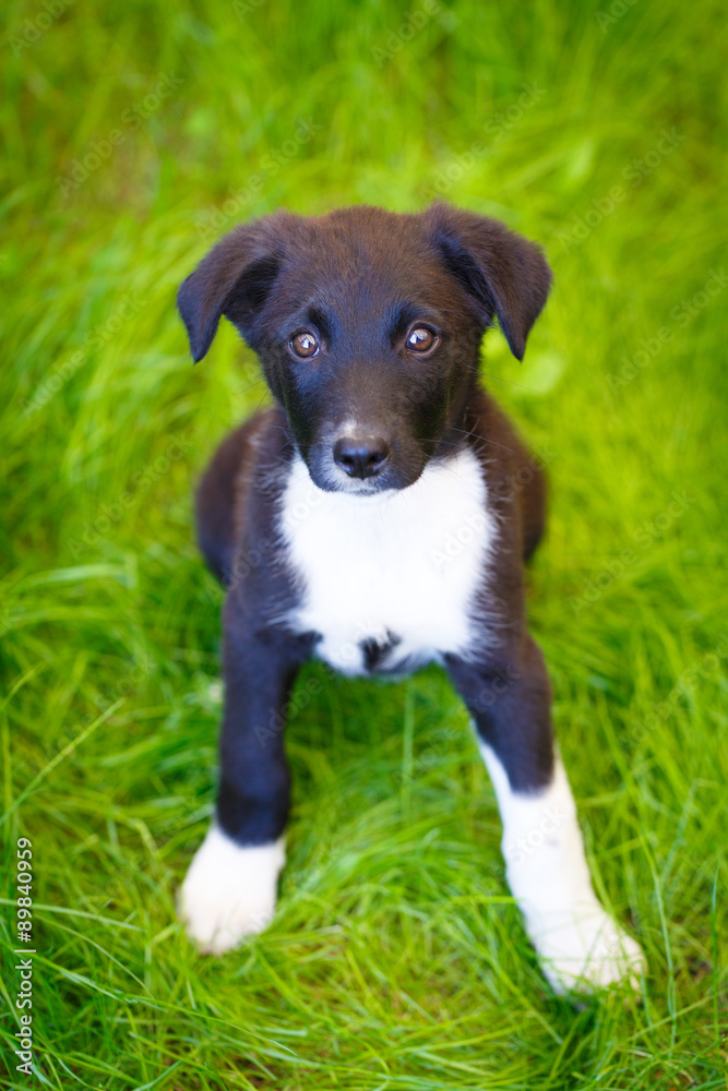 purebred puppy