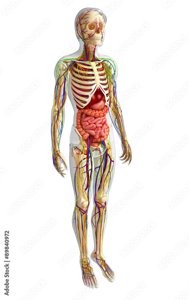 Lymphatic, skeletal, nervous and circulatory system of male anat Lymphatic, skeletal, nervous and circulatory system of male anat