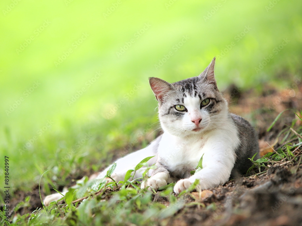 Obraz premium 緑の丘の猫