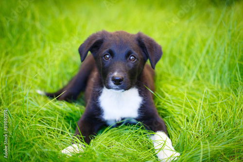 purebred puppy