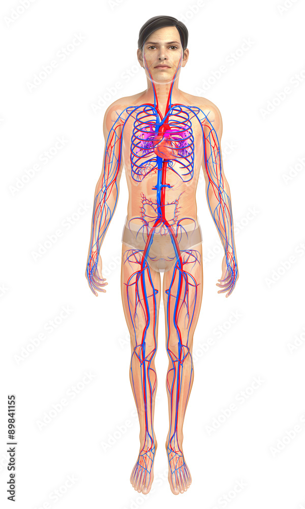 3d rendered illustration of male heart anatomy 3d rendered illustration of male heart anatomy