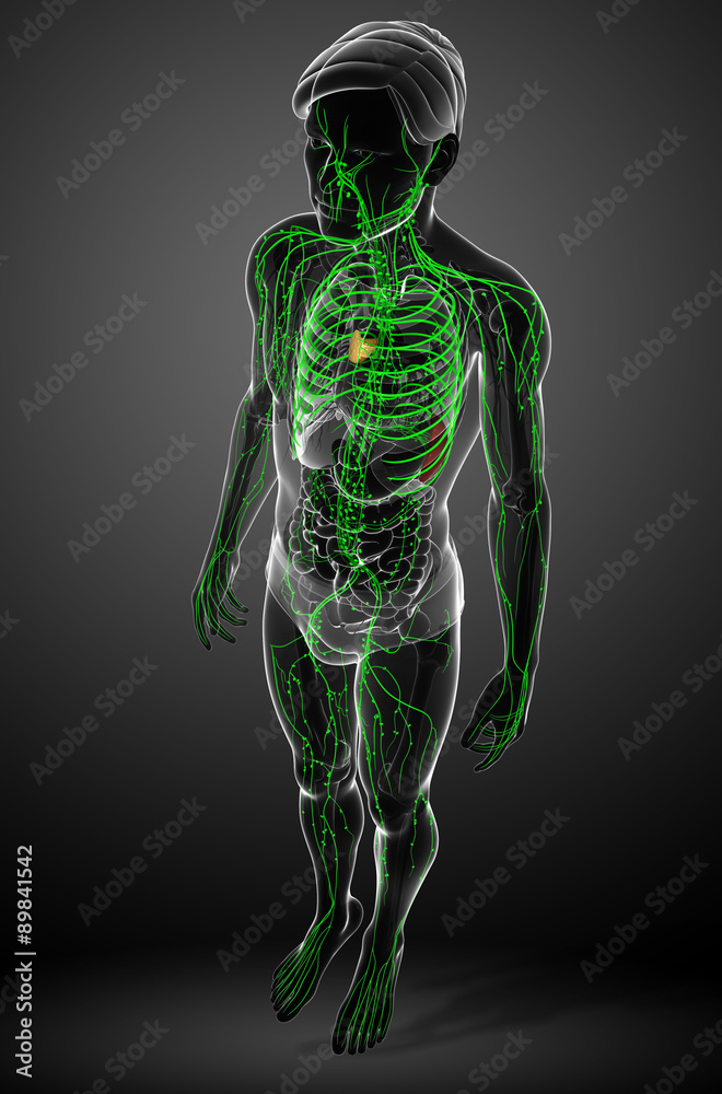 Lymphatic system of male body