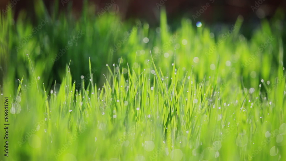 background of green gras with dew background of green gras with dew