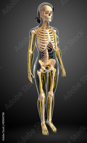 Nervous system and female skeleton artwork © pixdesign123