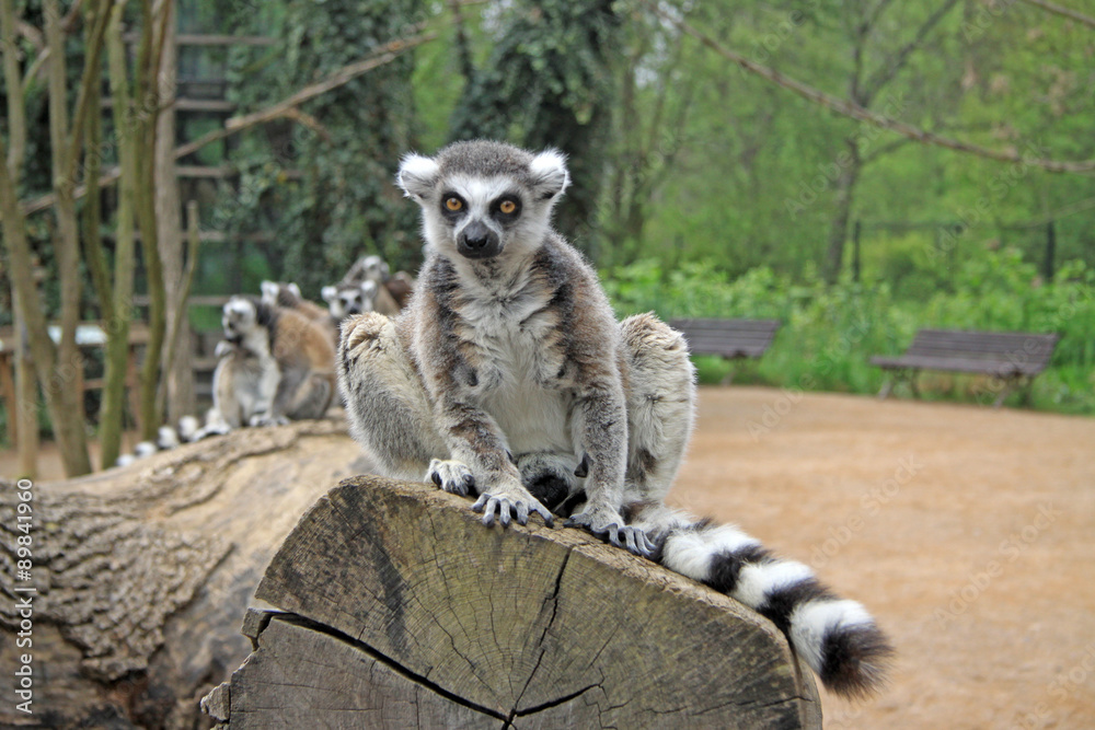Fototapeta premium Ring-tailed lemurs in a Zoo