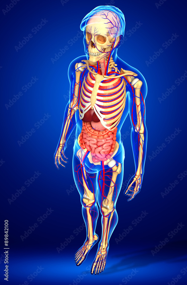 Male skeletal, digestive and circulatory system Male skeletal, digestive and circulatory system