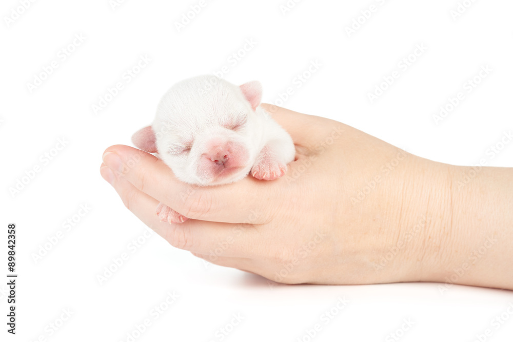 White puppy White puppy