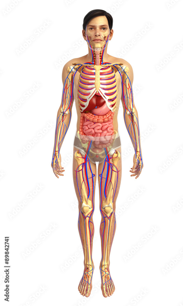 3d rendered illustration of male digestive system 3d rendered illustration of male digestive system