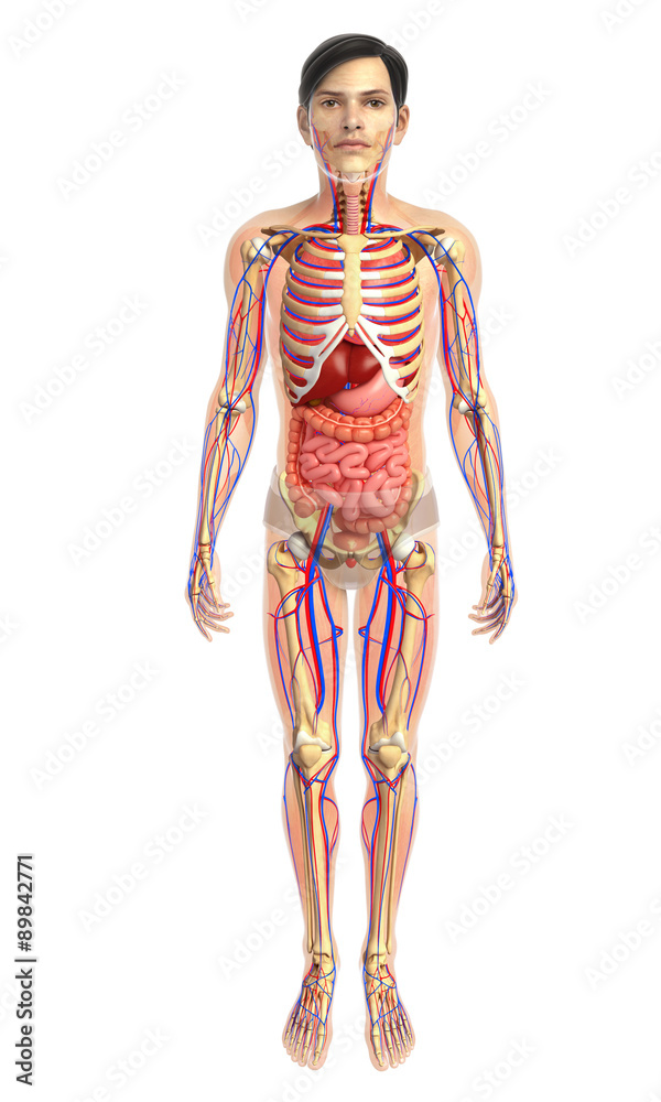 3d rendered illustration of male skeletal anatomy