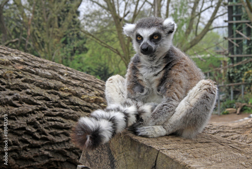 Ring-tailed lemur sitting on a tree in a Zoo