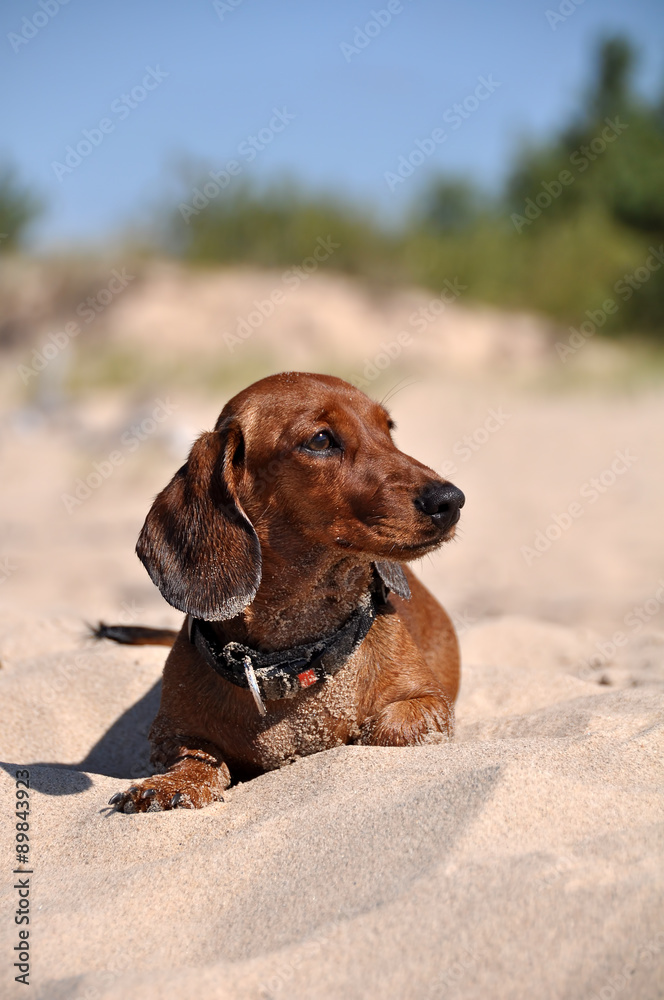 dachshund dog on the sand