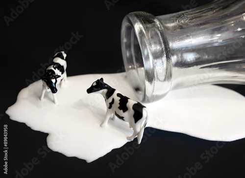 Plastic cows standing in spilled milk with old-fashioned glass milk bottle.