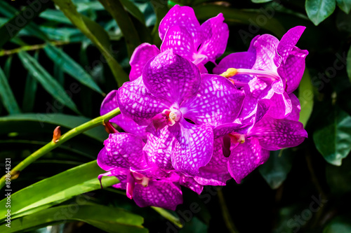 orchid in the royal floral chiangmai Thailand photo