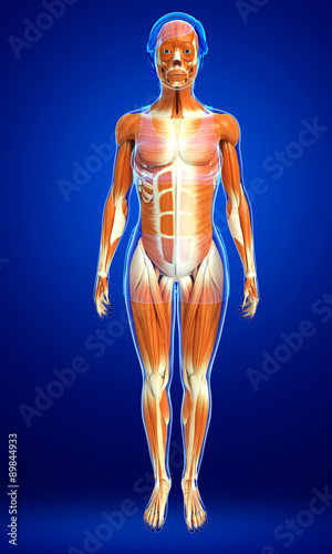 Fototapeta Naklejka Na Ścianę i Meble -  3d rendered illustration of female muscles anatomy