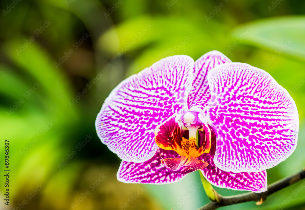 orchid in the royal floral chiangmai Thailand orchid in the royal floral chiangmai Thailand