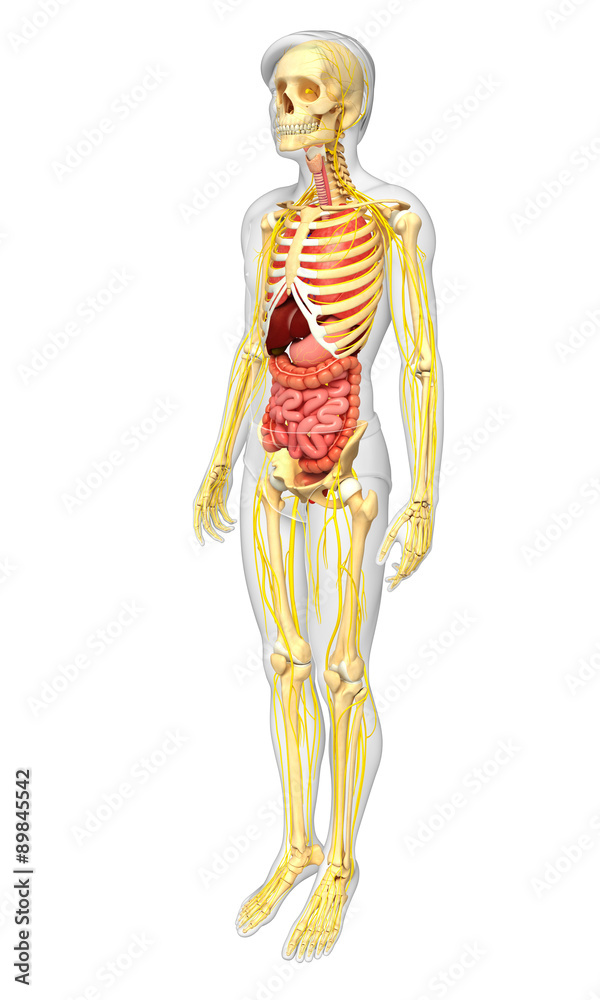 Male skeleton with nervous and digestive system artwork