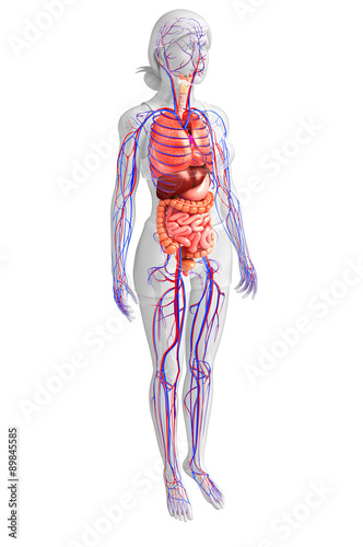 Digestive and circulatory system of female  body