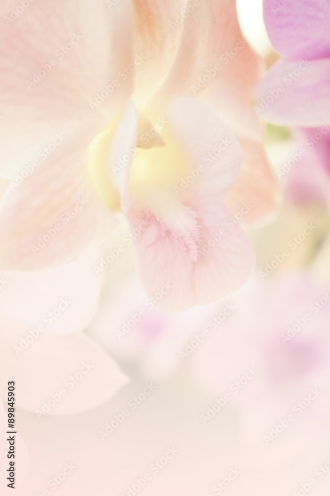 sweet color orchids in soft color and blur style for background
