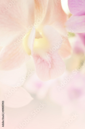 sweet color orchids in soft color and blur style for background 