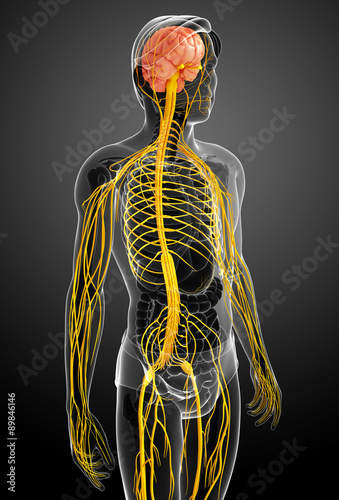 Male nervous system artwork