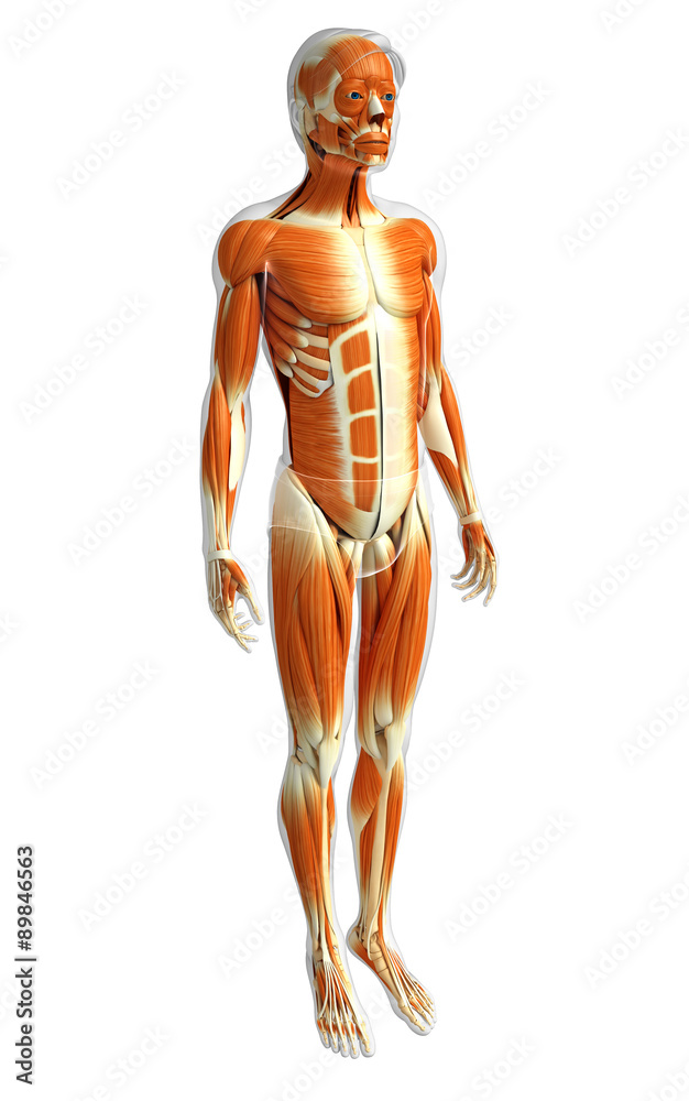 3d rendered illustration of male muscles anatomy