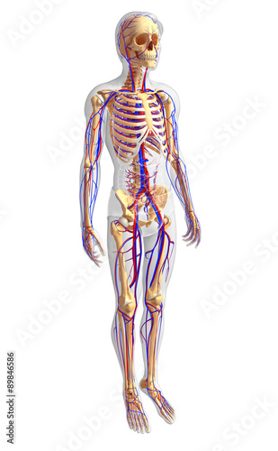 male skeletal circulatory system