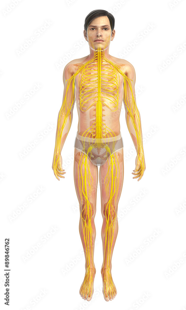 3d rendered illustration of male nervous system 3d rendered illustration of male nervous system