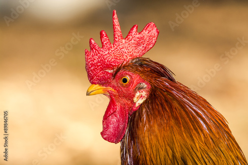 Rooster head shot with very sharp eyes.
