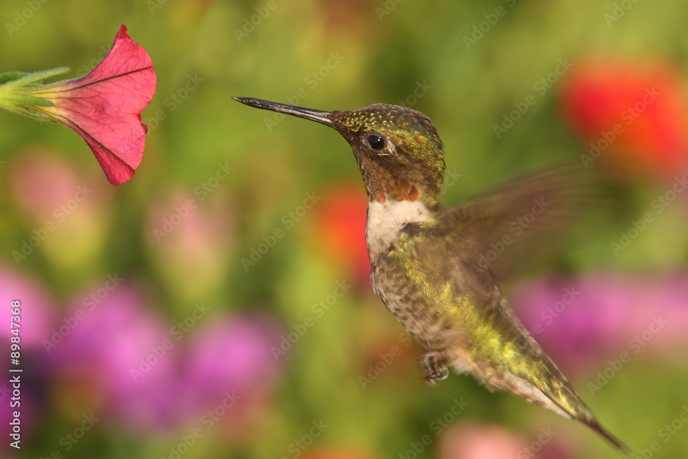Fototapeta premium Ruby-throated Hummingbird At A Feeder