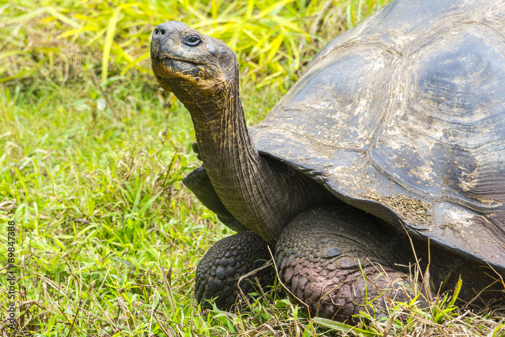 Giant tortoise in El Chato Tortoise Reserve, Galapagos islands (Ecuador)