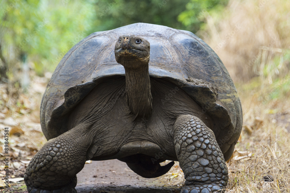 Giant tortoise in El Chato Tortoise Reserve, Galapagos islands (Ecuador)