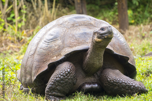 Giant tortoise in El Chato Tortoise Reserve  Galapagos islands  Ecuador 