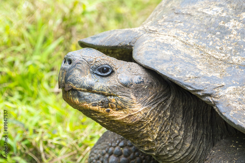 Tortuga gigante en la reserva El Chato, islas Galápagos (Ecuador)