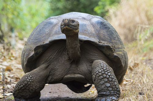 Obraz na płótnie Giant tortoise in El Chato Tortoise Reserve, Galapagos islands (Ecuador) w salonie