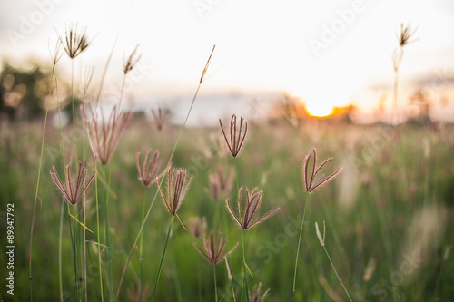 The grass field is a spring. © Blackbird6911