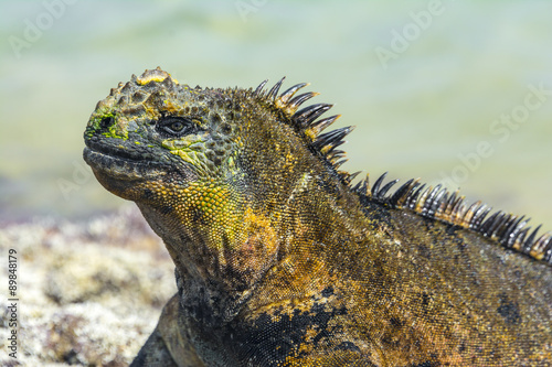 Galapagos marine iguana, Isabela island (Ecuador)