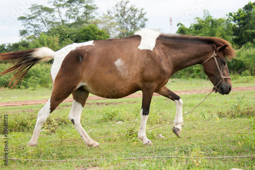 Horse in the field