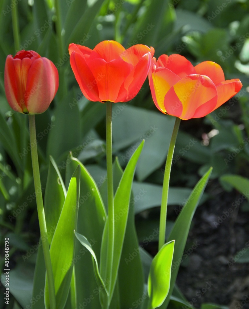 Three red and yellow tulips